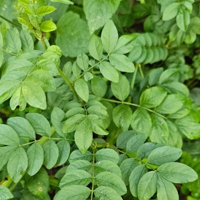 Piante